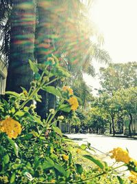 Close-up of yellow flowering plants against trees