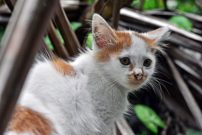 Close-up of cat