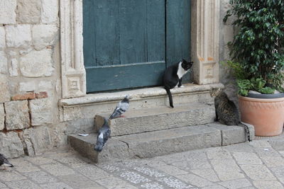 View of bird on brick wall