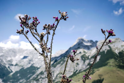 Close-up of flower tree against sky