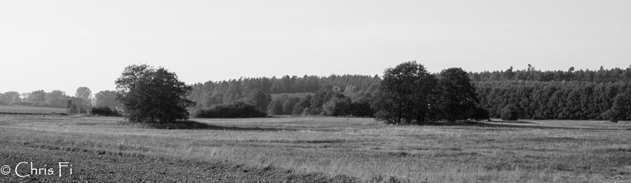 Trees on field against clear sky
