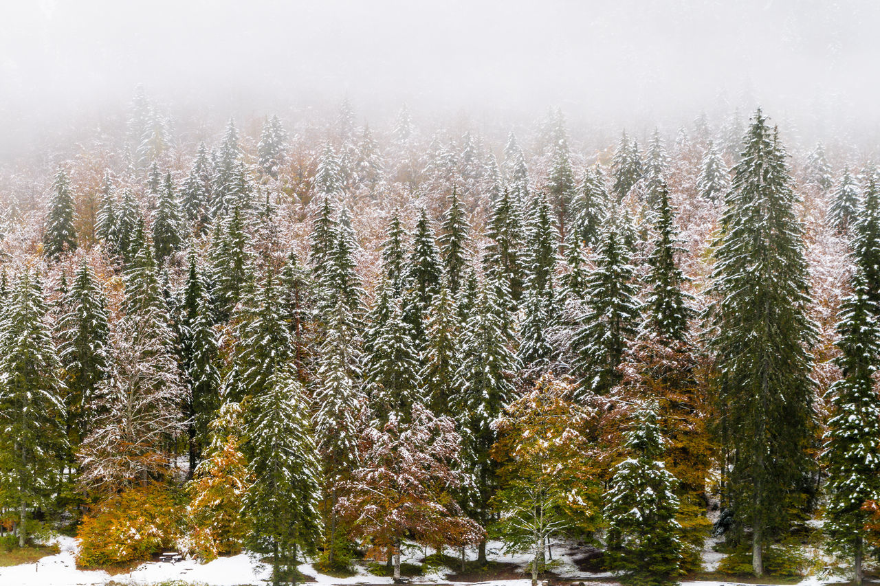 PINE TREES DURING WINTER