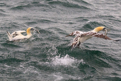 View of birds swimming in sea