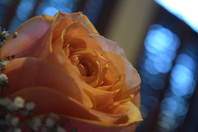 Close-up of yellow rose blooming outdoors