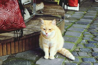 Cat on sidewalk