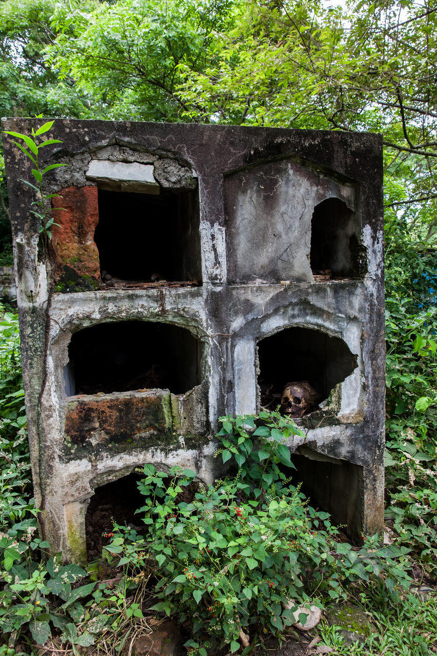 plant, architecture, built structure, nature, no people, tree, day, growth, building exterior, outdoors, old, history, building, garden, the past, abandoned, ruins, green, window, hole, damaged, house, entrance, plant part, wood