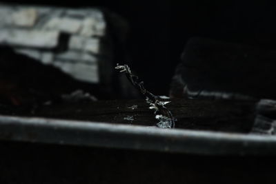 Close-up of plant against blurred background