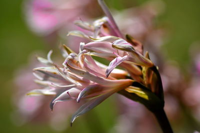 Close-up of pink flower growing outdoors