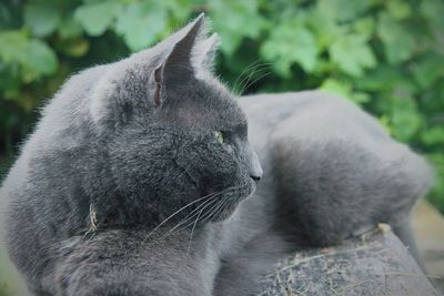 Close-up of cat looking away