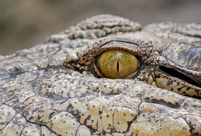 Close-up of lizard on rock