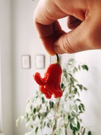 Close-up of hand holding red rose