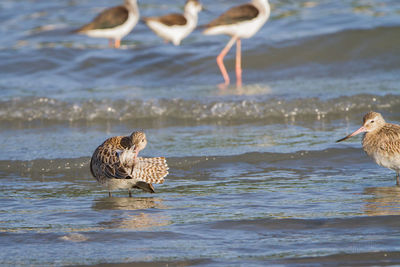 Duck swimming in lake