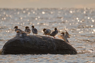 Flock of common merganser on rock in the sea