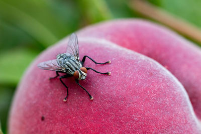 Close-up of insect on finger