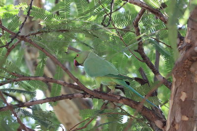 Low angle view of bird perching on tree