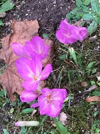 Close-up of pink flowers blooming in field