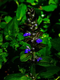 Close-up of purple flowers