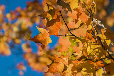 Low angle view of maple leaves on tree