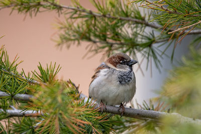 Bird perching on pine tree