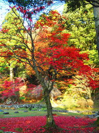 Trees in park during autumn