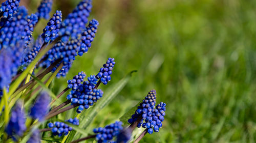 Close-up of purple flowering plants