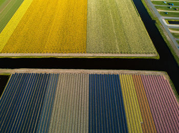 Full frame shot of colorful flowers growing on field