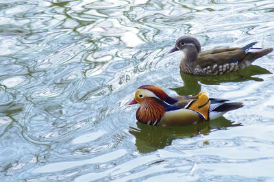 Duck swimming in lake