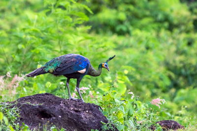 Bird perching on rock