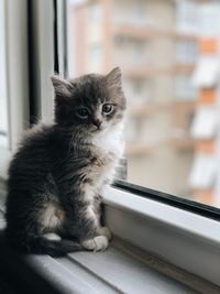 Portrait of a cat on window sill