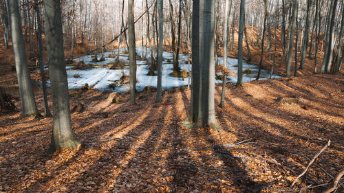 Trees in forest during winter