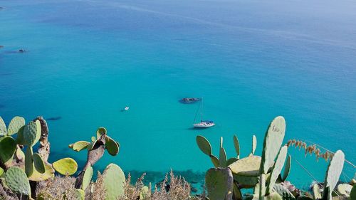 Prickly pear cactus against sea