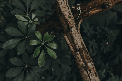 Close-up of fresh green tree