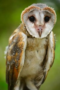 Close-up portrait of barn owl