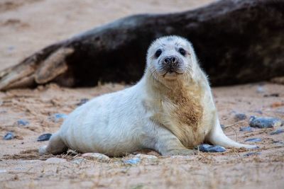 Portrait of sheep relaxing on sand