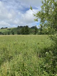 Scenic view of field against sky