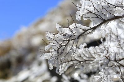 Low angle view of cherry tree during winter