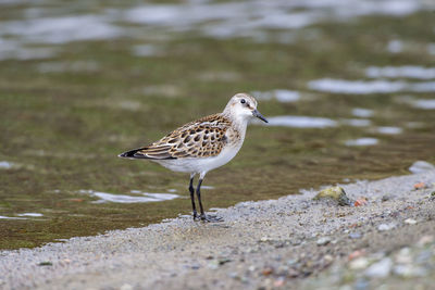 Seagull perching on a land