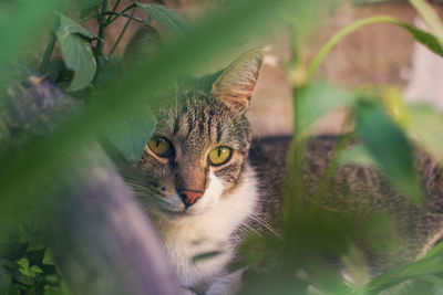 Close-up portrait of cat at park