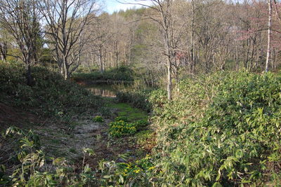 Plants growing on land