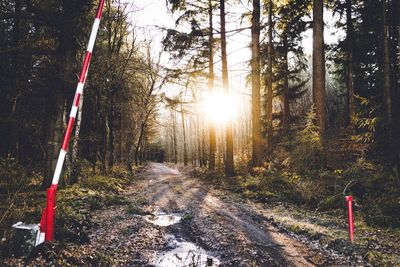 Road amidst trees against sky