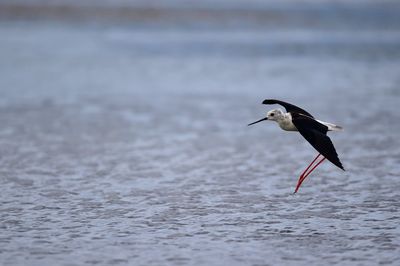 Side view of seagull flying over sea