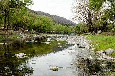 Reflection of trees in river