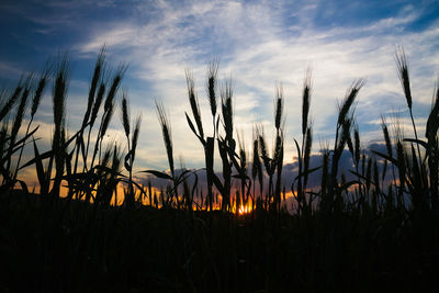 Close-up of silhouette plants on field against sky during sunset