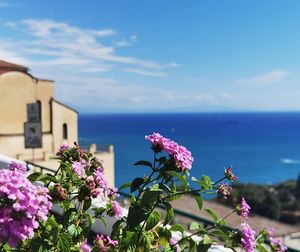 Close-up of pink flowering plant by  mediterranean sea against blue sky