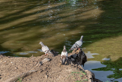 High angle view of birds on lake