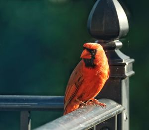 Close-up of bird perching on railing