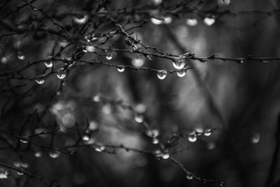 Close-up of raindrops on branch