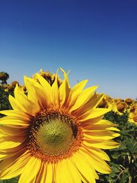 Close-up of sunflower blooming against clear blue sky