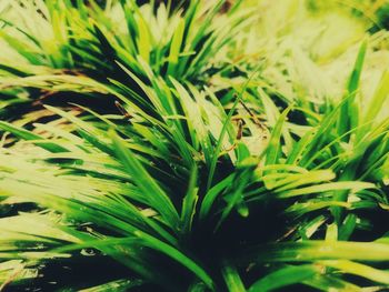 Full frame shot of plants growing on field