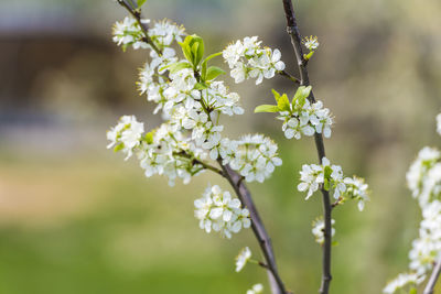 Close-up of white flowering plant